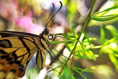 Close-up of butterfly on leaf