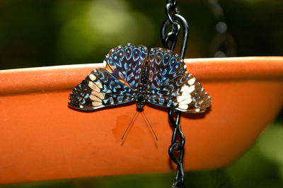 Close-up of butterfly on leaf