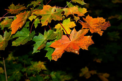 Close-up of maple leaves on plant