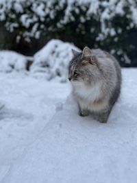 Close-up of cat on snow