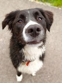 High angle portrait of dog sticking out tongue outdoors