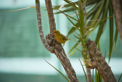 Close-up of bird perching on branch