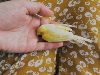 Close-up of hand holding fruit