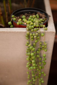 Vetch plant growing