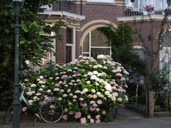 Flowers blooming in park