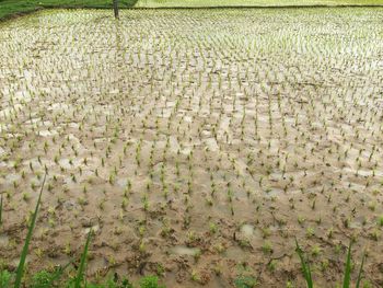 Full frame shot of corn field