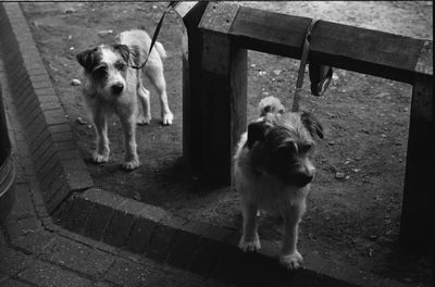 Dog in pen