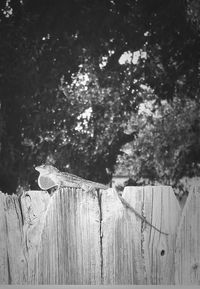 Close-up of wooden fence