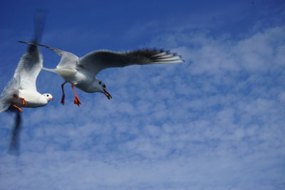 Low angle view of seagull flying against sky