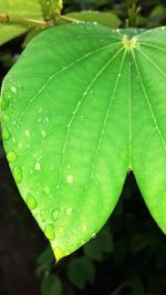 Close-up of wet leaf