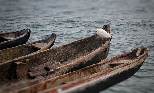 Egret perching on boat in lake