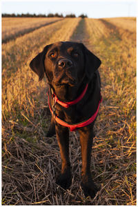 Portrait of dog standing on field