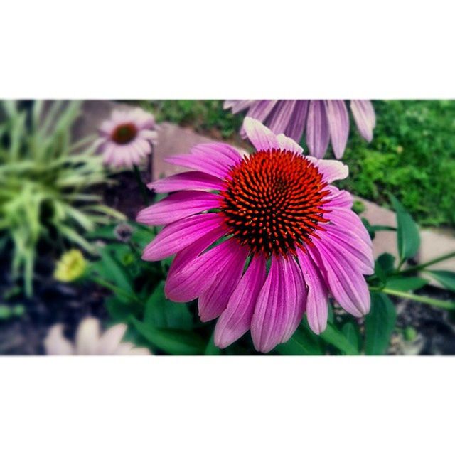 flower, petal, freshness, fragility, flower head, transfer print, growth, beauty in nature, close-up, nature, pink color, blooming, auto post production filter, pollen, focus on foreground, plant, single flower, purple, blossom, in bloom