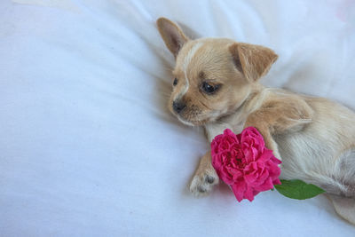 High angle view of a dog