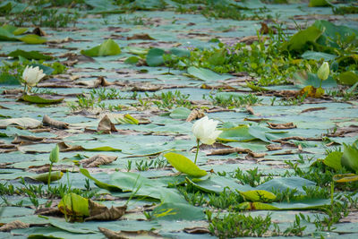 Water lily in the water 