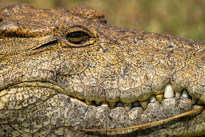 Close-up of nile crocodile head in sunshine