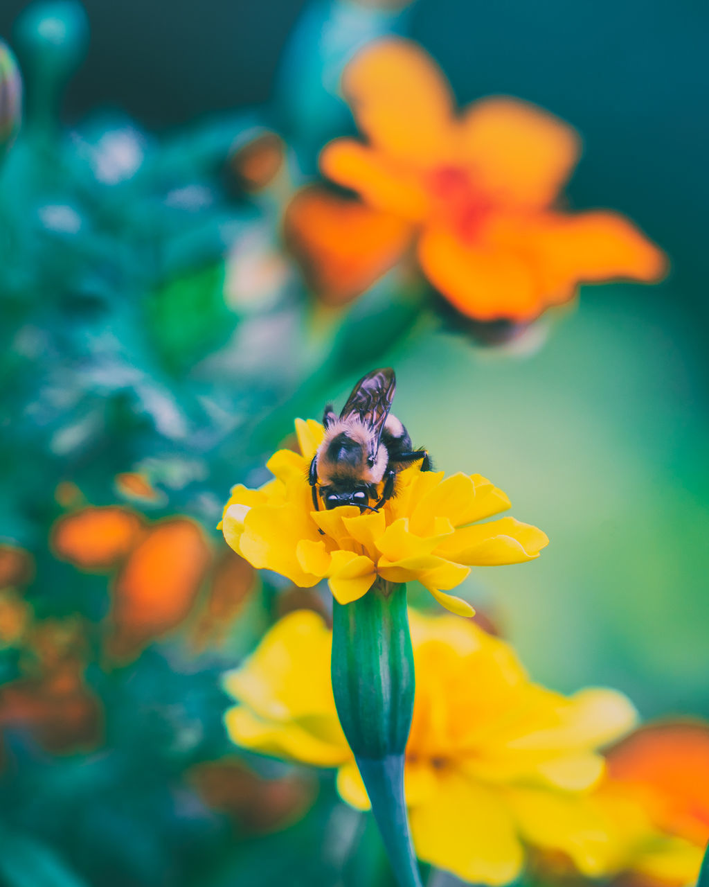 CLOSE-UP OF HONEY BEE POLLINATING ON YELLOW FLOWER