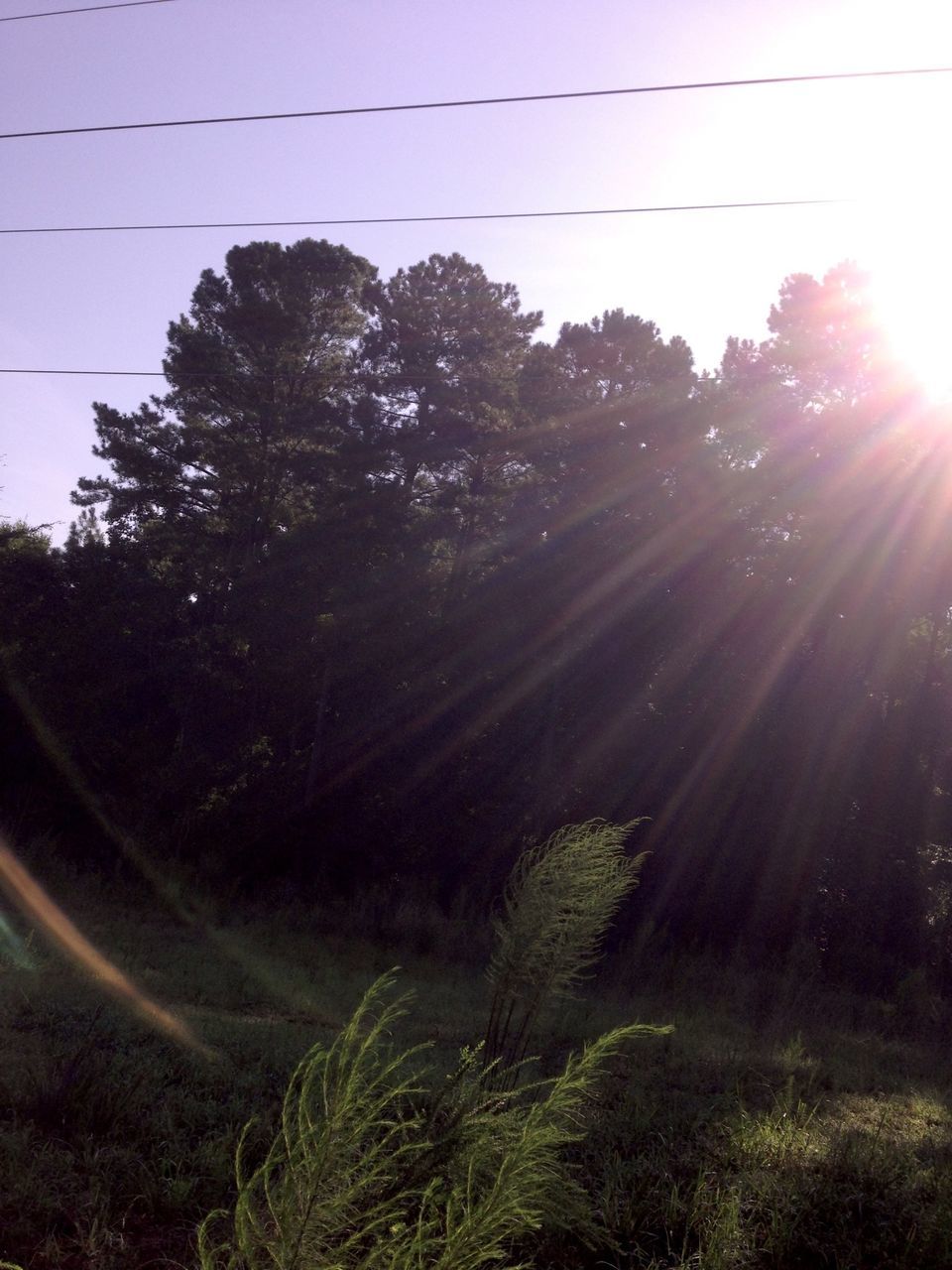 sun, sunbeam, tree, lens flare, sunlight, growth, nature, clear sky, tranquility, grass, landscape, field, plant, tranquil scene, transportation, beauty in nature, sunny, sky, road, outdoors