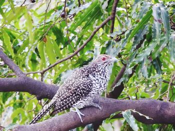 Close-up of bird perching on tree