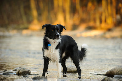 Dog in water