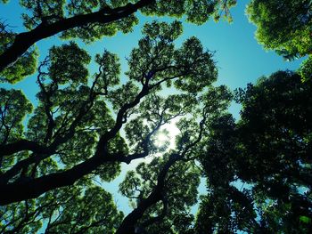 Low angle view of trees against sky