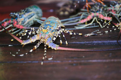 Close-up of crab on water