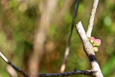 Close-up of plant against blurred background