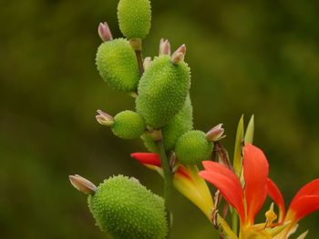 Close-up of cactus plant