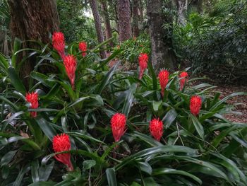 Close-up of red flowers