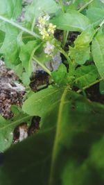 Close-up of green leaves