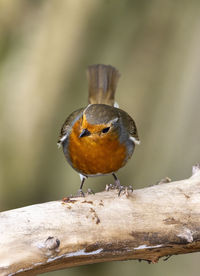 Close-up of bird perching on a tree