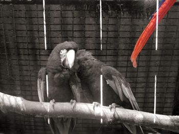 Close-up of eagle perching in cage