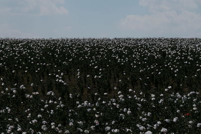 Plants growing on land against sky during winter