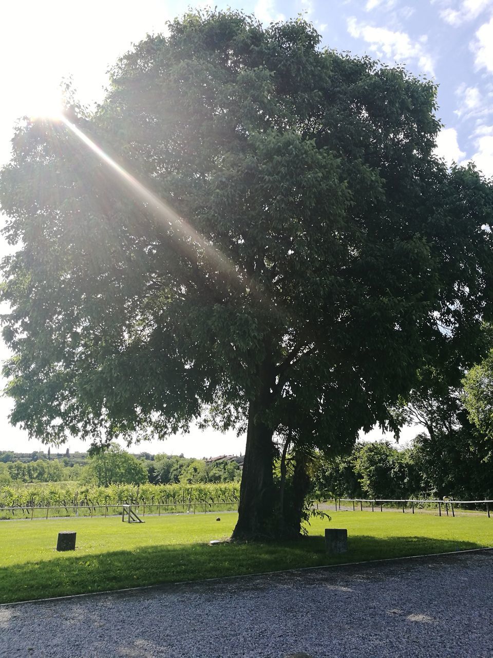 tree, day, green color, growth, nature, grass, outdoors, no people, field, beauty in nature, tranquility, landscape, tranquil scene, scenics, sunlight, sky