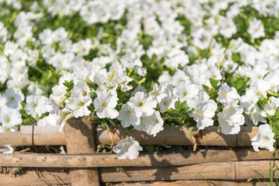 Close-up of white flowering plants on field