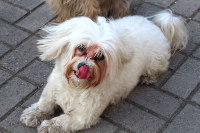 High angle portrait of a dog