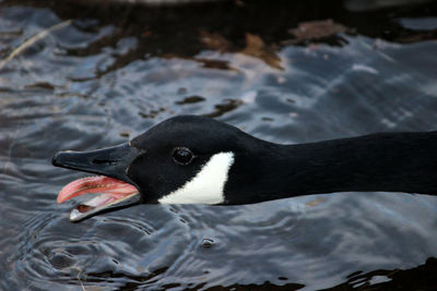 High angle view of penguin swimming in lake