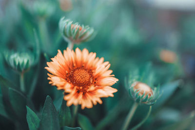 Close-up of orange flower