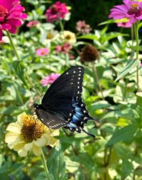 Close-up of butterfly pollinating on flower