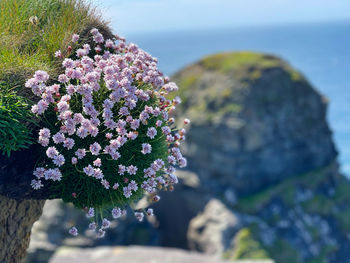 Close-up of pink flowering plant by rock