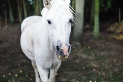 Portrait of white horse