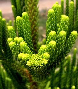 Close-up of cactus