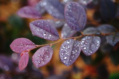 Close-up of raindrops on leaves