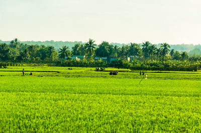 Scenic view of rice field against sky