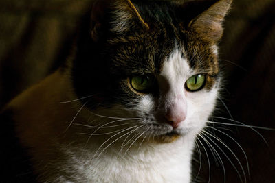 Close-up portrait of a cat