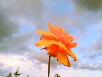 Close-up of orange flower against sky