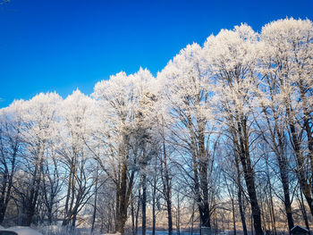 Low angle view of bare trees against clear blue sky