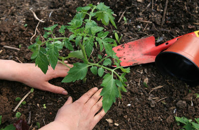 Cropped image of hand holding plant