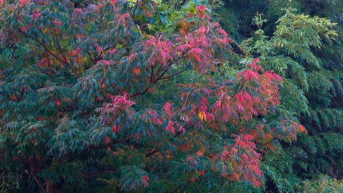 Red flowers growing on tree