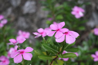 Close-up of pink flowering plant